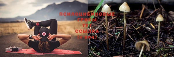 гашик Алзамай